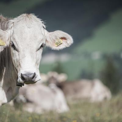 Das Leben auf der Alm